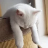 Cats cats cats — 10