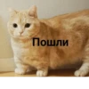 Animeшка — 7