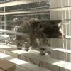 Cats cats cats — 11