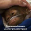 Шоколадка 11