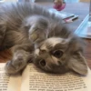 Cats cats cats — 12