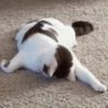 Cats cats cats — 13