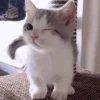 Cats cats cats — 14