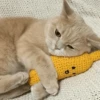 Cats cats cats — 17