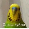 ЛYчьше стикеры - 18