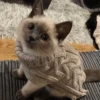 Cats cats cats — 18