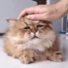 Animals favorite — 8