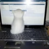 Cats cats cats — 19