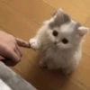 Cats cats cats — 21