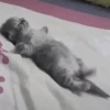 Cats cats cats — 23