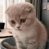 Cats cats cats — 25