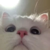 Kitten~ — 24