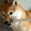 Animals favorite — 9