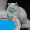 Cats cats cats — 27