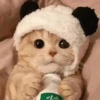 Cats cats cats — 28