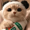 Cats cats cats — 29
