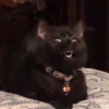 CriNgE AnimALs 6