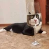 CriNgE AnimALs 7
