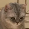Meow — 5