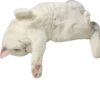 Meow — 6
