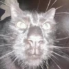CriNgE AnimALs 8