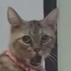 CriNgE AnimALs 9