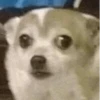 Kekes and Memes — 10