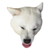 samoyed dog 5