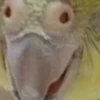 CriNgE AnimALs 10