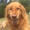 CriNgE AnimALs 11