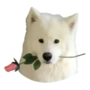 samoyed dog 6
