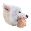 samoyed dog 7