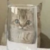 CriNgE AnimALs 12