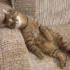 Meow — 10