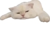 Meow — 11