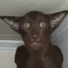 CriNgE AnimALs 13