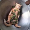 CriNgE AnimALs 14