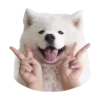 samoyed dog 8