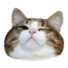 Meow — 14
