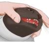 Kekes and Memes — 15