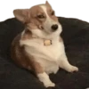 Kekes and Memes — 16