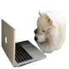 samoyed dog 9