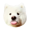 samoyed dog 10