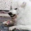 CriNgE AnimALs 15