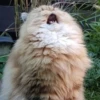 CriNgE AnimALs 16