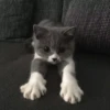 Meow — 15