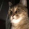 Meow — 16