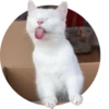 Cats — 18