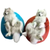samoyed dog 11
