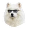 samoyed dog 12